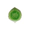 riviera hydrangea leaf 21 8cm tomate p9735 7469 image - G&G Goodfellows