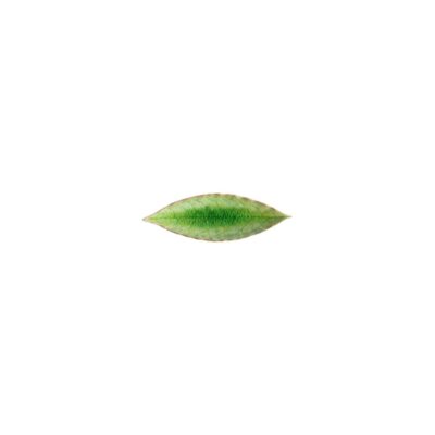 Riviera Laurel Leaf 17.8cm - Tomate