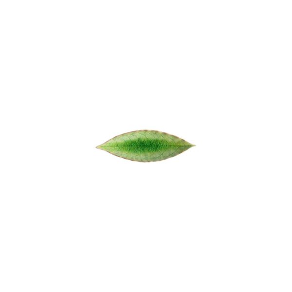 Riviera Laurel Leaf 17.8cm - Tomate